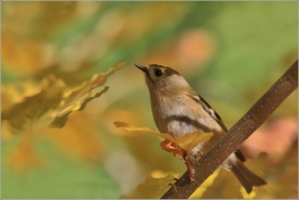 <p>KRÁLÍČEK OBECNÝ (Regulus regulus) /Coldcrest - Wintergoldhähnchen/</p>